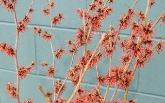 Plant of The Moment: Hamamelis × intermedia