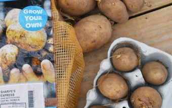 Step-byStep Potato Chitting Guide