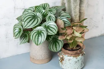 Top 5 rare and unusual houseplants