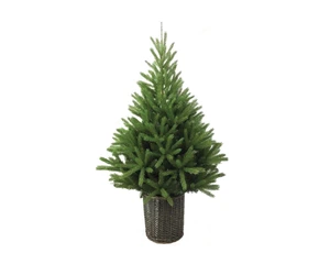 6FT GLENSIDE FIR TREE IN POT